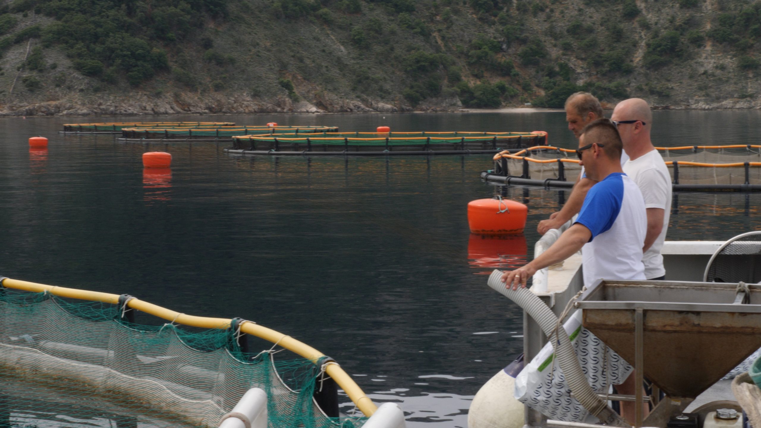 ribar