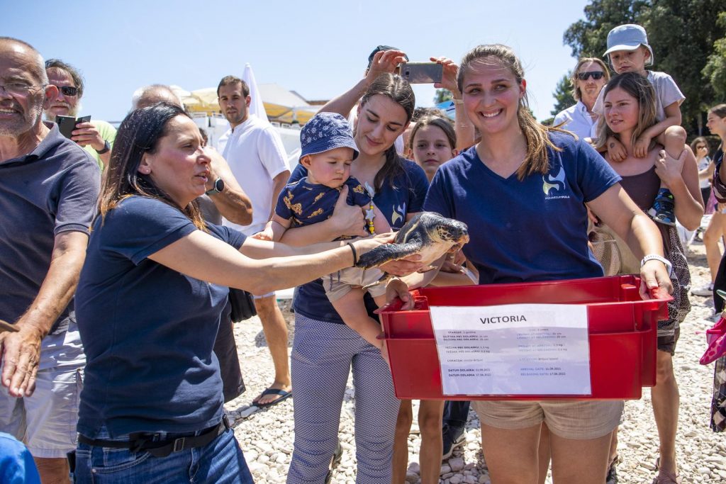 17.06.2022., Pula - Povodom obiljezavanja Svjetskog dana morskih kornjaca, na plazi Ambrela (Verudela), u more je vracena oporavljena jedinka glavate zelve - Victorija. Photo: Sasa Miljevic/PIXSELL