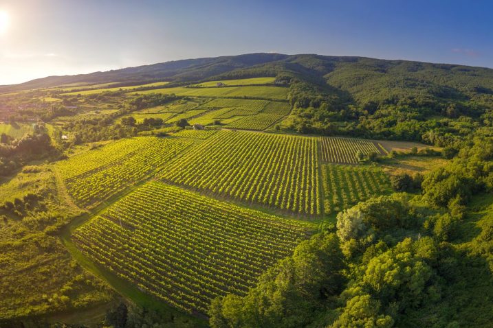 Vinogradi, foto arhiva TZ PSŽ