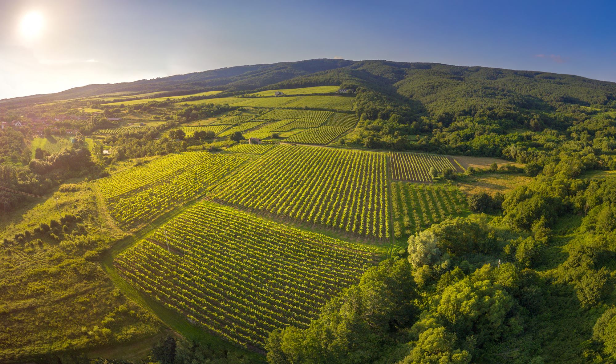 Vinogradi, foto arhiva TZ PSŽ