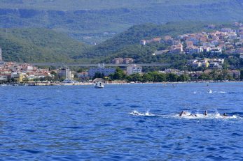 Plivački maraton će se prvi put odvijati u popodnevnim satima / NL arhiva