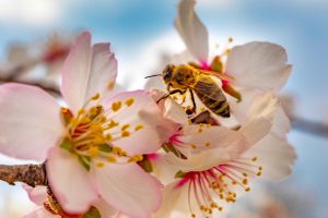  Pčela / Foto SRECKO NIKETIC/PIXSELL