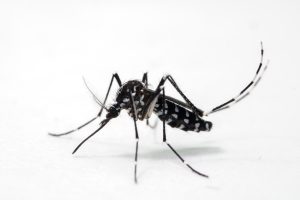  Tigrasti komarac / Foto iSTOCK 