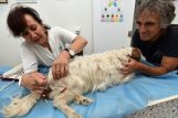 U holističkoj veterinarskoj ambulanti Alme Marukić Čalić životinjama se pomaže akupunkturom i kvantnom medicinom / Snimio Davor KOVAČEVIĆ