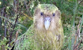 Foto: Wikipedia/ Department of Conservation