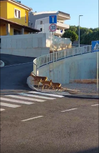 Srne na Kosićevu / Snimila čitateljica