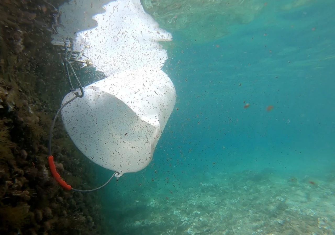 Foto Pero Ugarković, Institut za oceanografiju i ribarstvo u Splitu