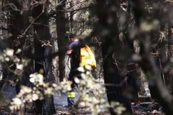 Ilustracija M. Gospić / arhiva NL