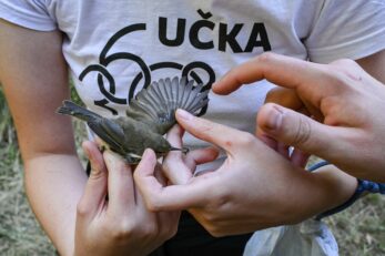 Ornitološki kamp na Učki / Snimio Mateo LEVAK