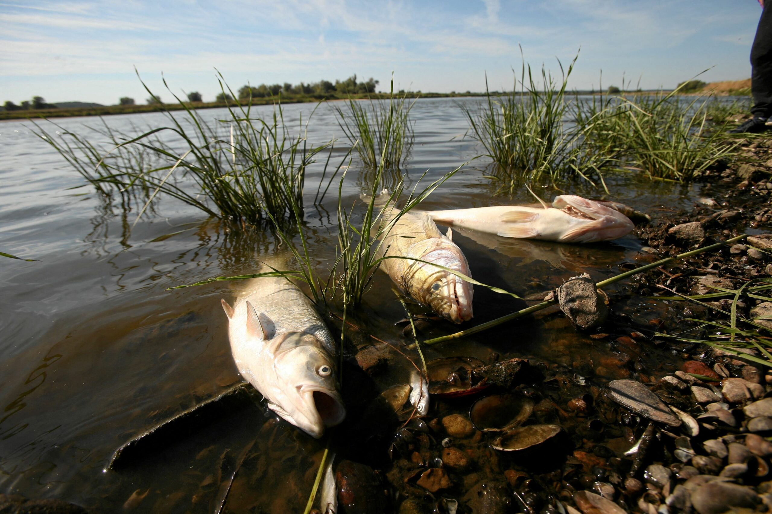 Dead fish float on the surface of the Oder river, as water has been contaminated and is causing the mass extinction of fish in the river, in Bielinek, Poland, August, 11, 2022. Cezary Aszkie?owicz/Agencja Wyborcza.pl via REUTERS ATTENTION EDITORS - THIS IMAGE WAS PROVIDED BY A THIRD PARTY. POLAND OUT. NO COMMERCIAL OR EDITORIAL SALES IN POLAND.