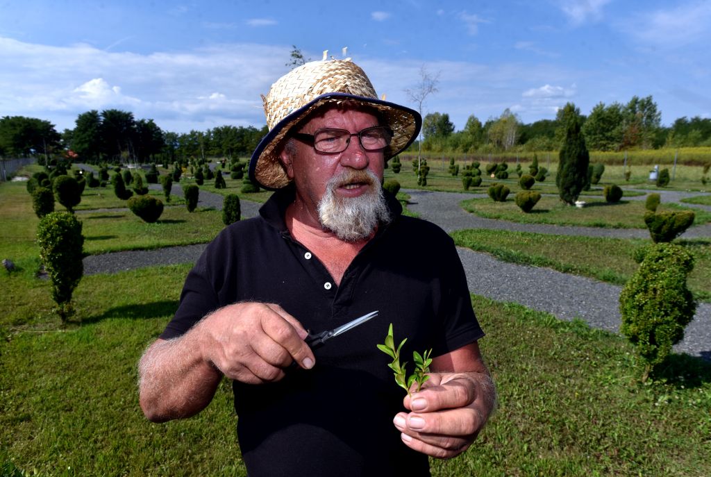 Sracinec, 16.08.2022 (nedeljni broj) - bajkoviti topiary park obitelji Flegar u blizini Varazdina, na slici Vladin prvi rez je najvazniji, tekst S.Pavic. foto Davor Kovacevic nedeljni