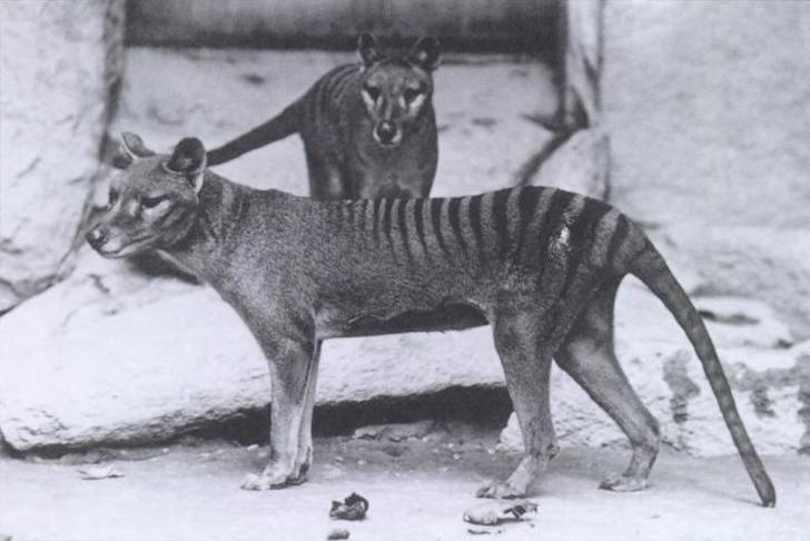 By Baker; E.J. Keller. - Report of the Smithsonian Institution. 1904from the Smithsonian Institution archives. Published exampleother information: [1]Additional information: Female thylacine (front) with juvenile male offspring (rear). (30 September 2020). "A Catalogue of the Thylacine captured on film". Australian Zoologist 41 (2): 143–178. DOI:10.7882/AZ.2020.032., Public Domain, https://commons.wikimedia.org/w/index.php?curid=58331