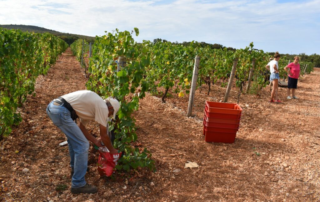 Berba u Dobrinčićevom vinogradu na Hlamu krenula prije nekoliko dana / Snimio M. TRINAJSTIĆ