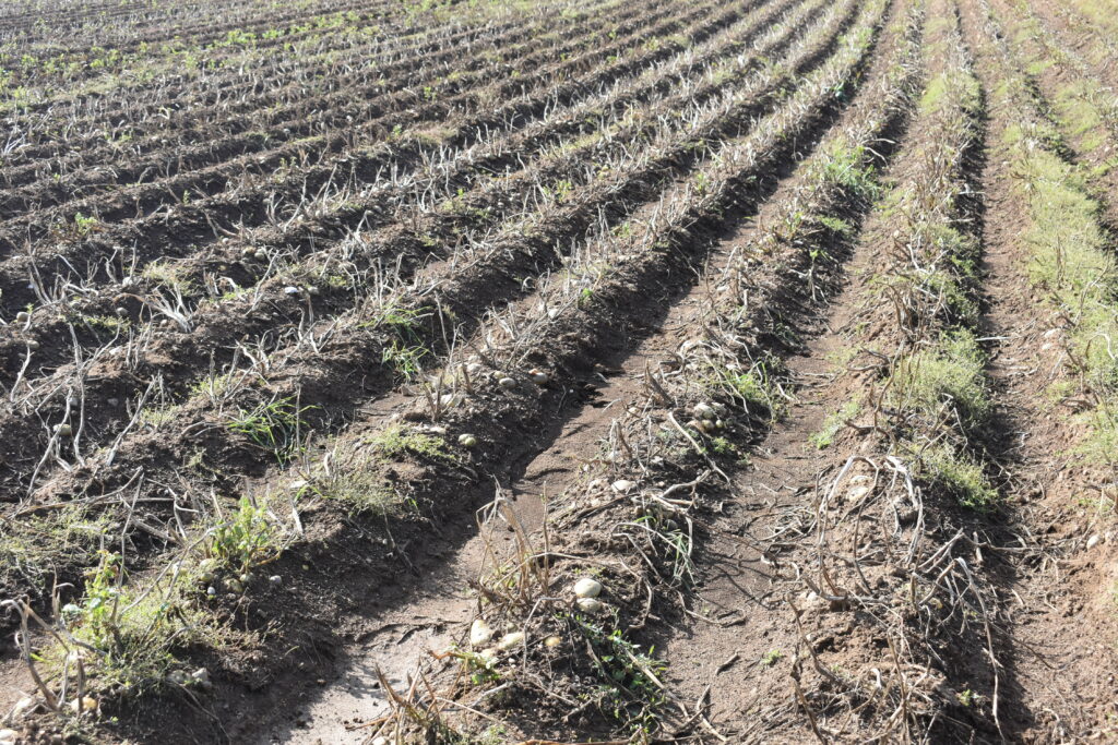 Tvrtka Agro-Velebit uzgaja krumpir, Lovinac, Lika