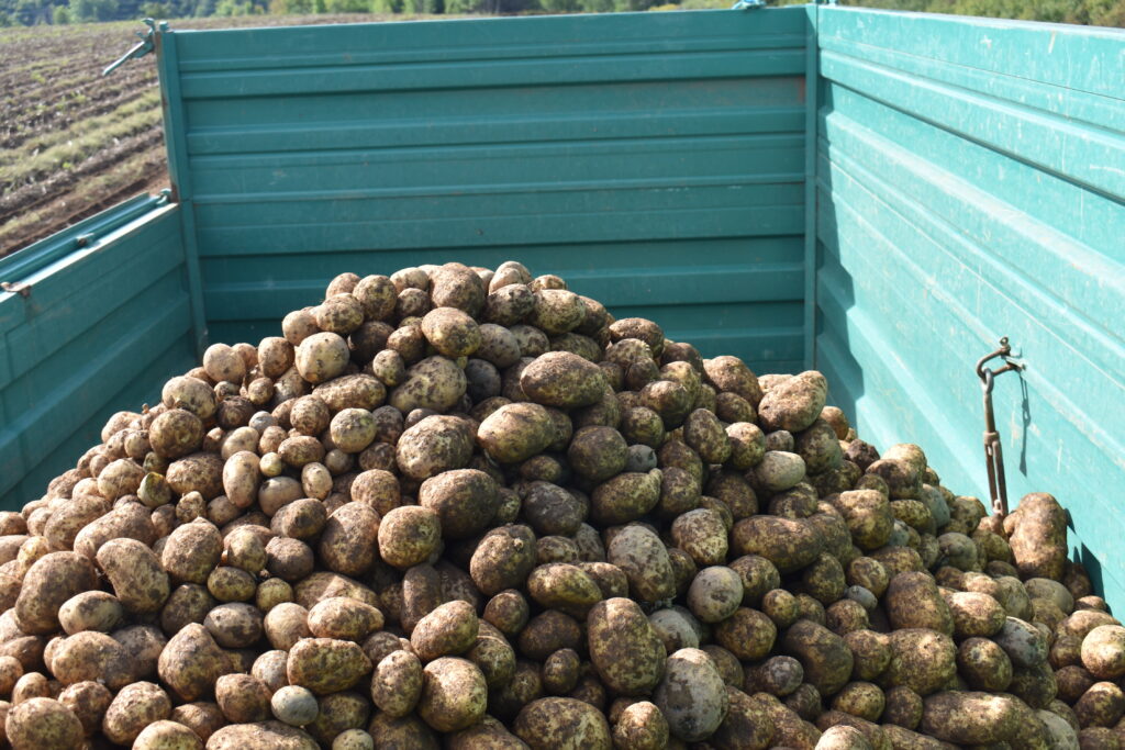Agro-Velebit, uzgoj krumpira, Lovinac