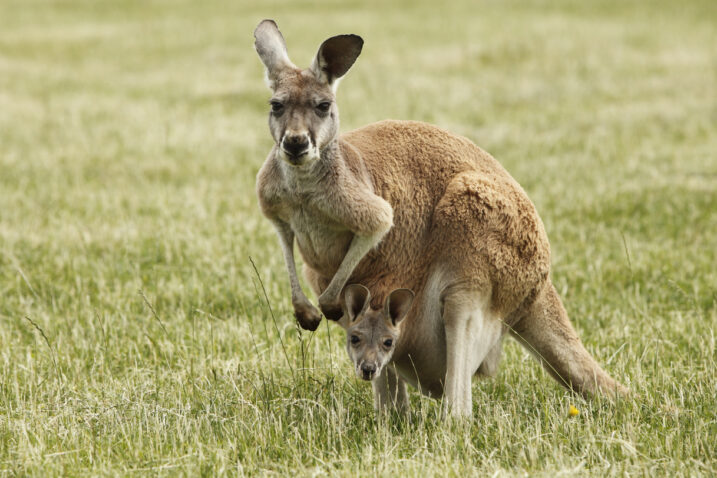 Foto iStock