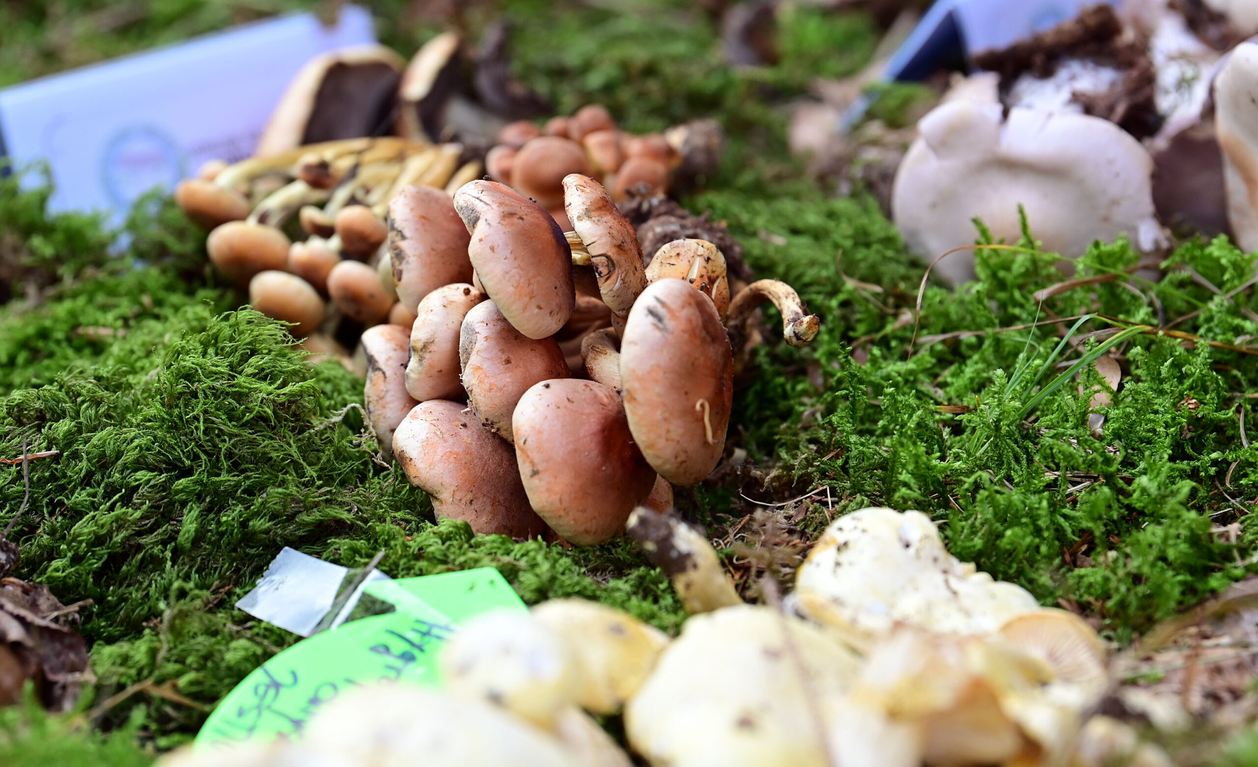 Snimio Vedran KARUZA