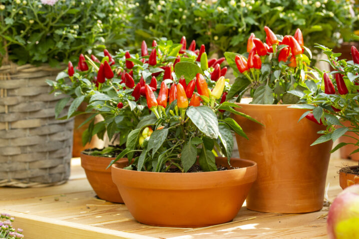 Foto: iStock