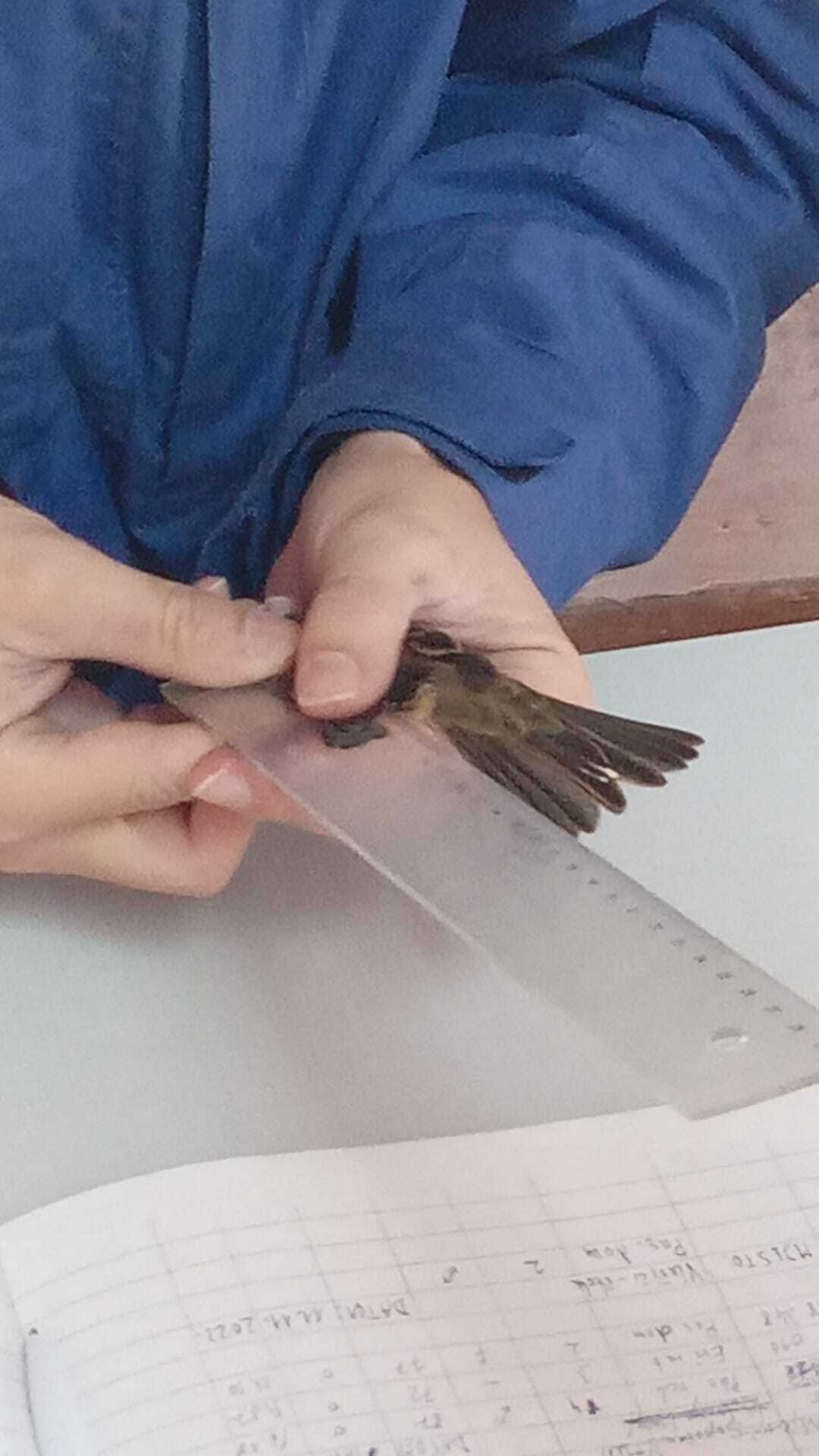 Foto Volim Vlašići