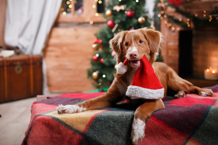 FOTO: iStock