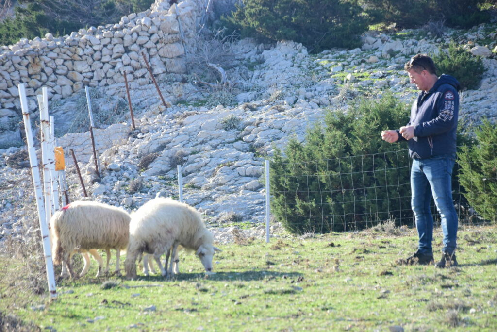  Uzgoj je na Pagu ekstenzivan, što znači da su ovce na otvorenom i time ugroženije - Dražen Crljenko sa svojim stadom / Foto A. SITNICA 