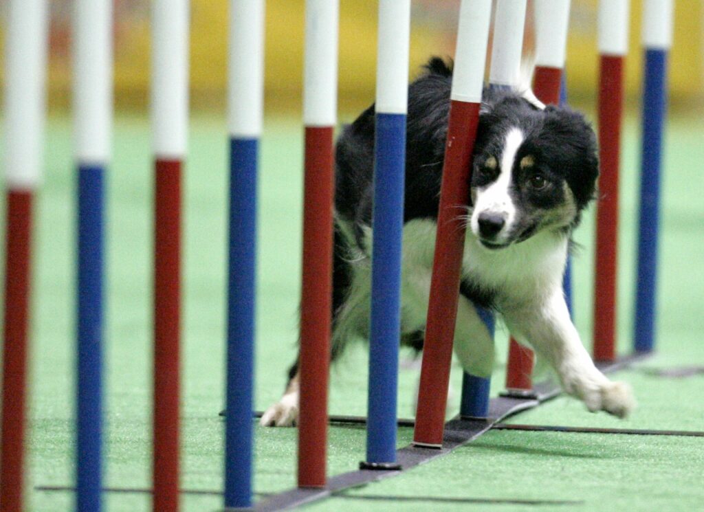 A border collie runs through a slalom course during an agility competition at the Asian International Dog Show in Tokyo March 31, 2007. REUTERS/Issei Kato (JAPAN)