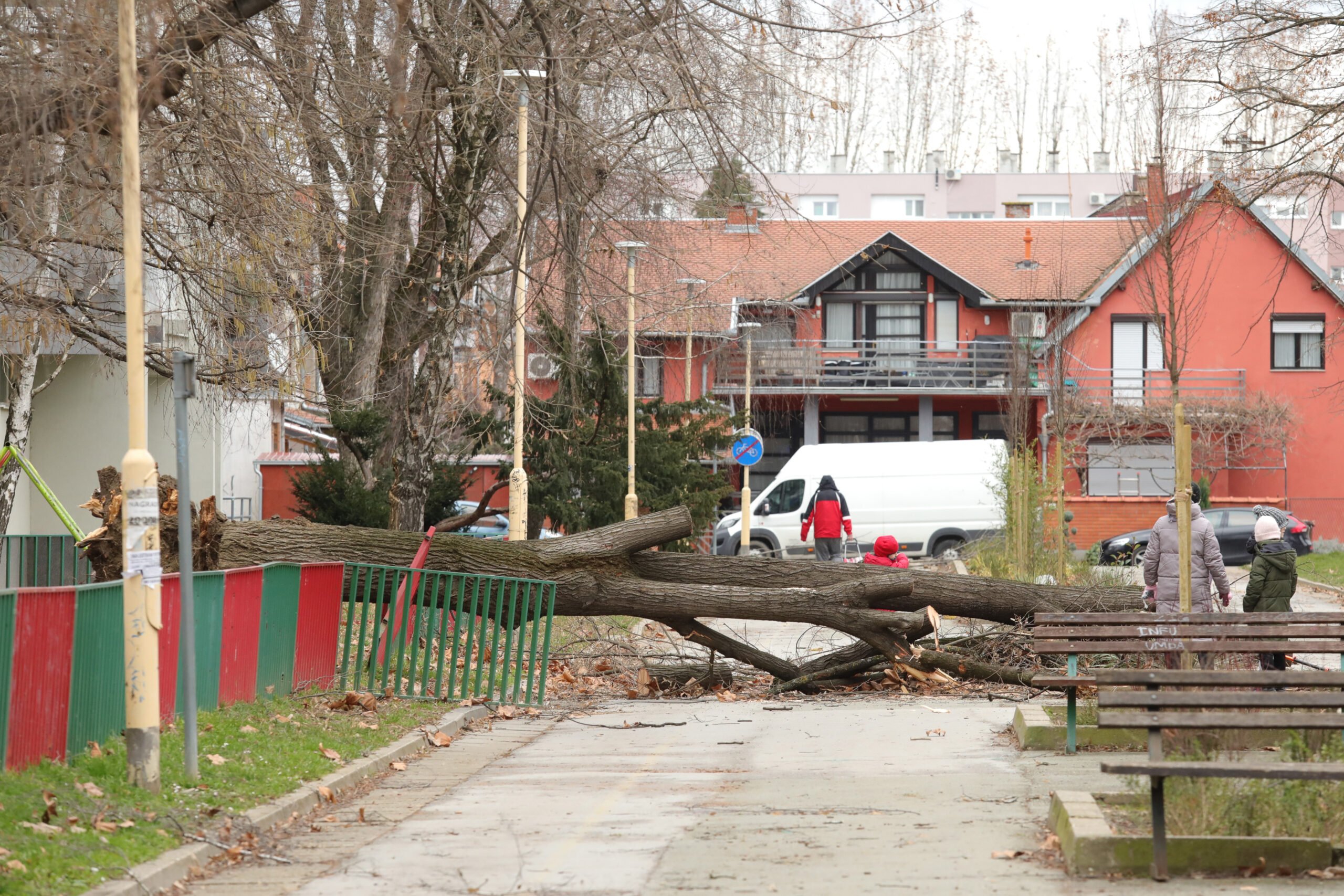 Srušeno stablo u Osijeku / Foto Dubravka Petric