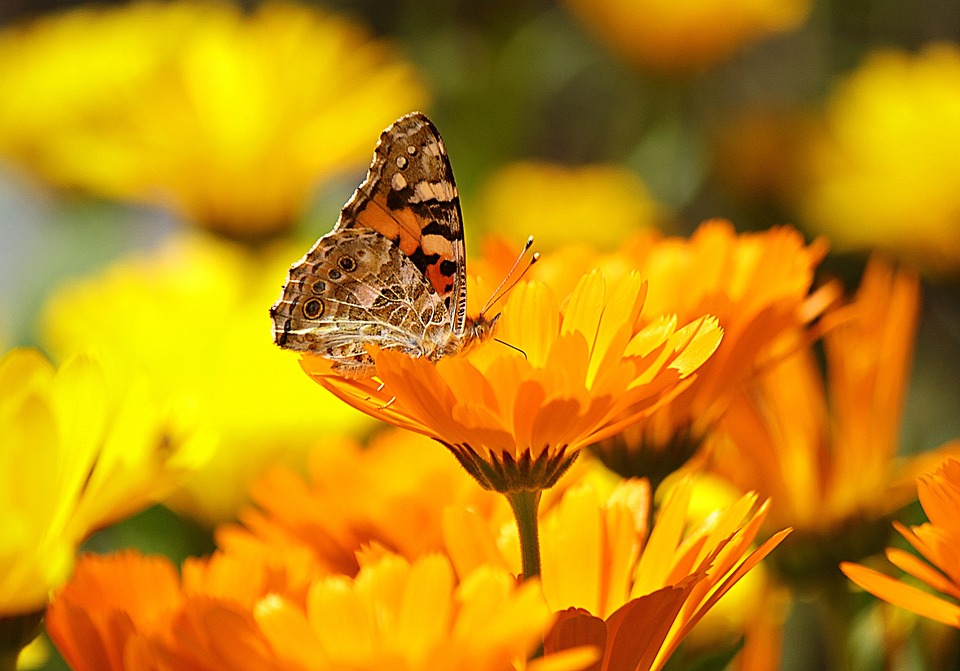 Foto: Pixabay