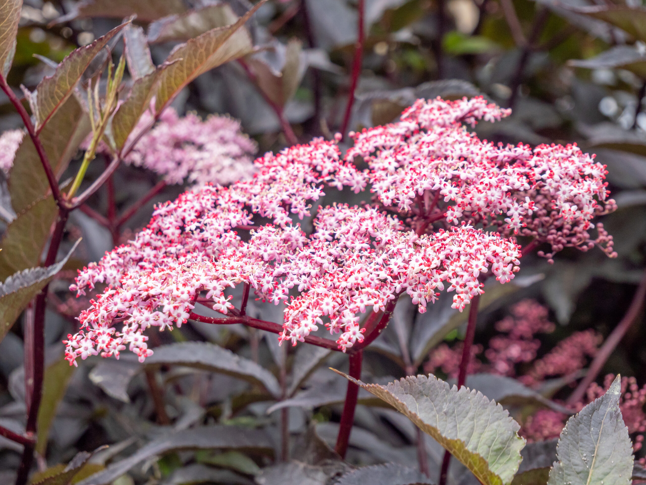 Foto: iStock
