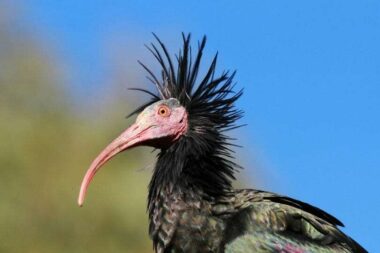 Ćelavi ibis / Foto Biom