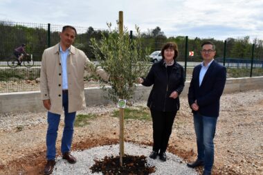 Neven Hržić, Majda Šale i Dejan Kosić uz jednu od posađenih maslina Foto Mladen Trinajstić