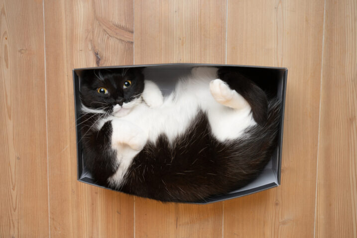 FOTO: iStock