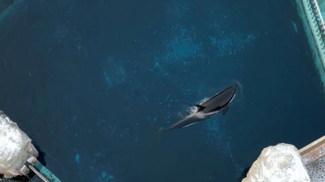 Kitovi ubojice uništili brod u najnovijem napadu kod španjolske obale – Novi list