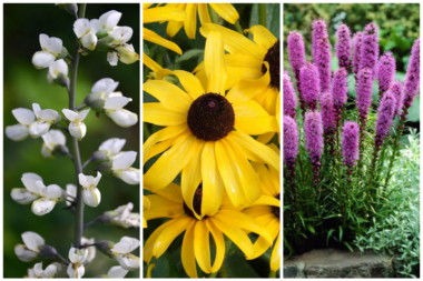 Bijeli divlji indigo, Crnooka pupavica Plamena zvijezda