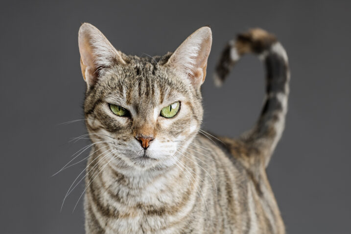 FOTO: iStock