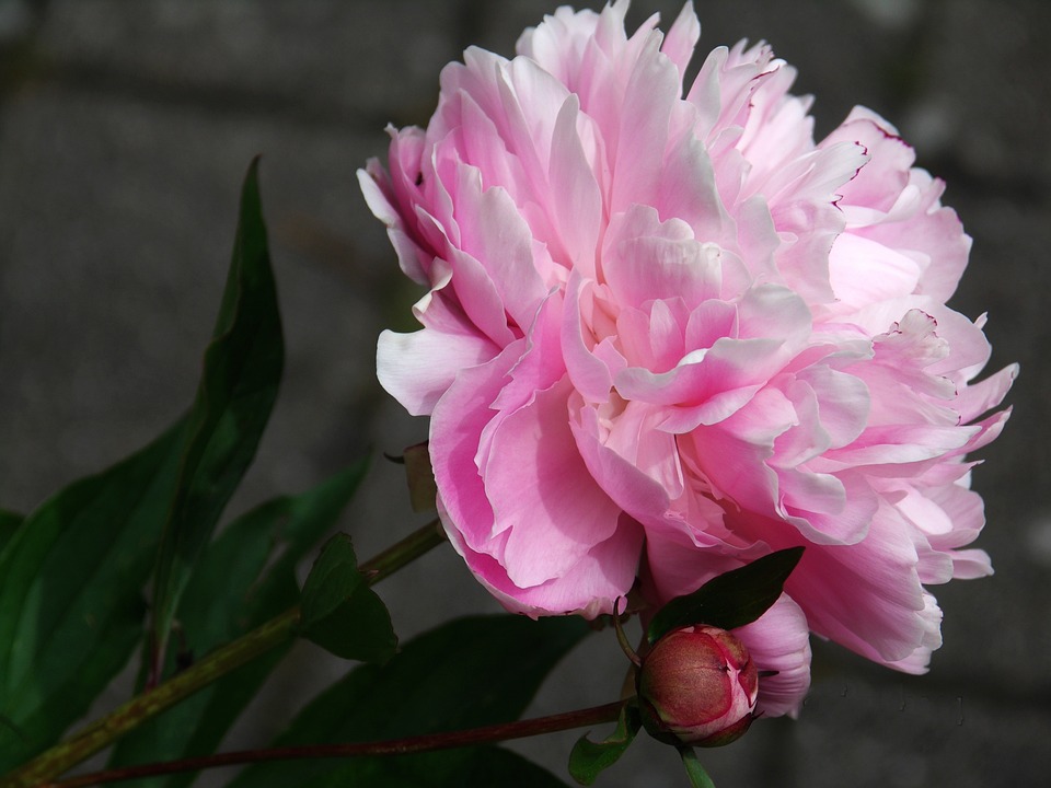 Foto: Pixabay