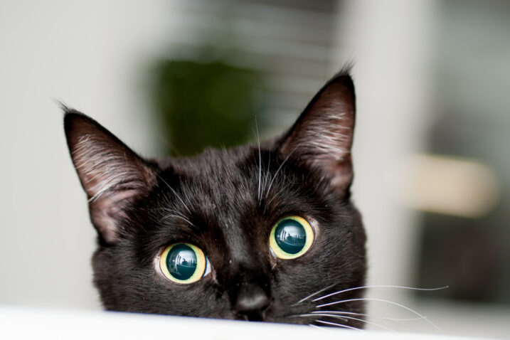 FOTO: iStock