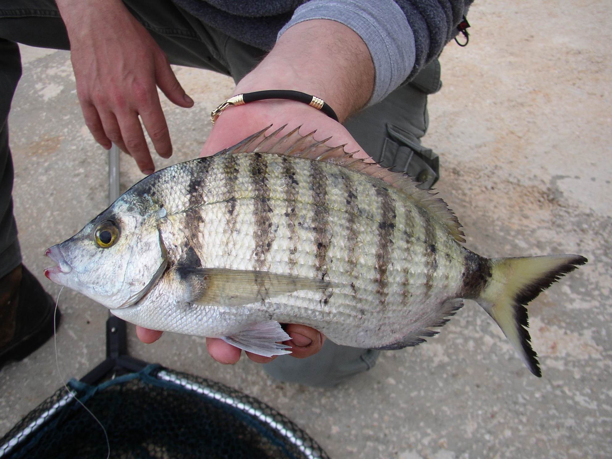 Možete li prepoznati sve ribe na uvodnoj slici? Možda vam ovaj tekst ...