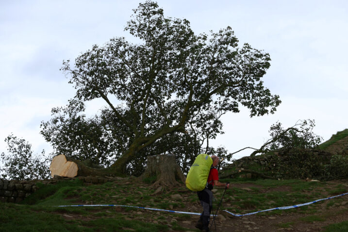 Stablo je bilo staro otprilike 300 godina / Reuters