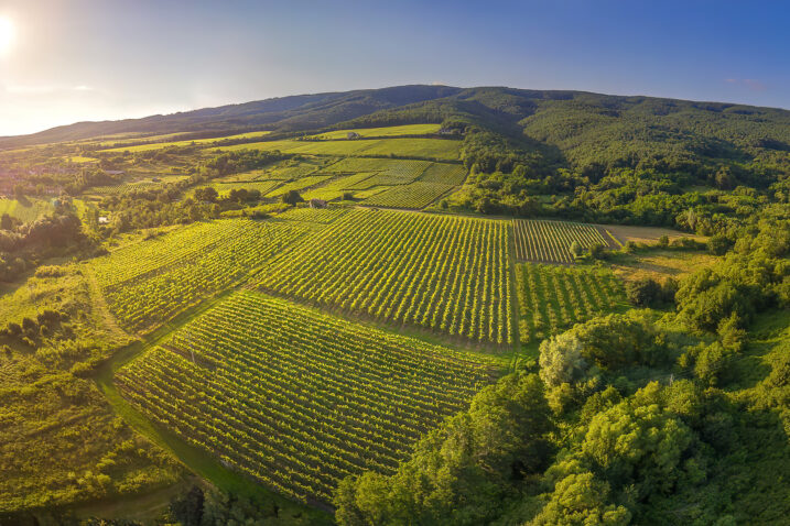 Svijet graševine, izvor TZ Požeško-slavonske županije
