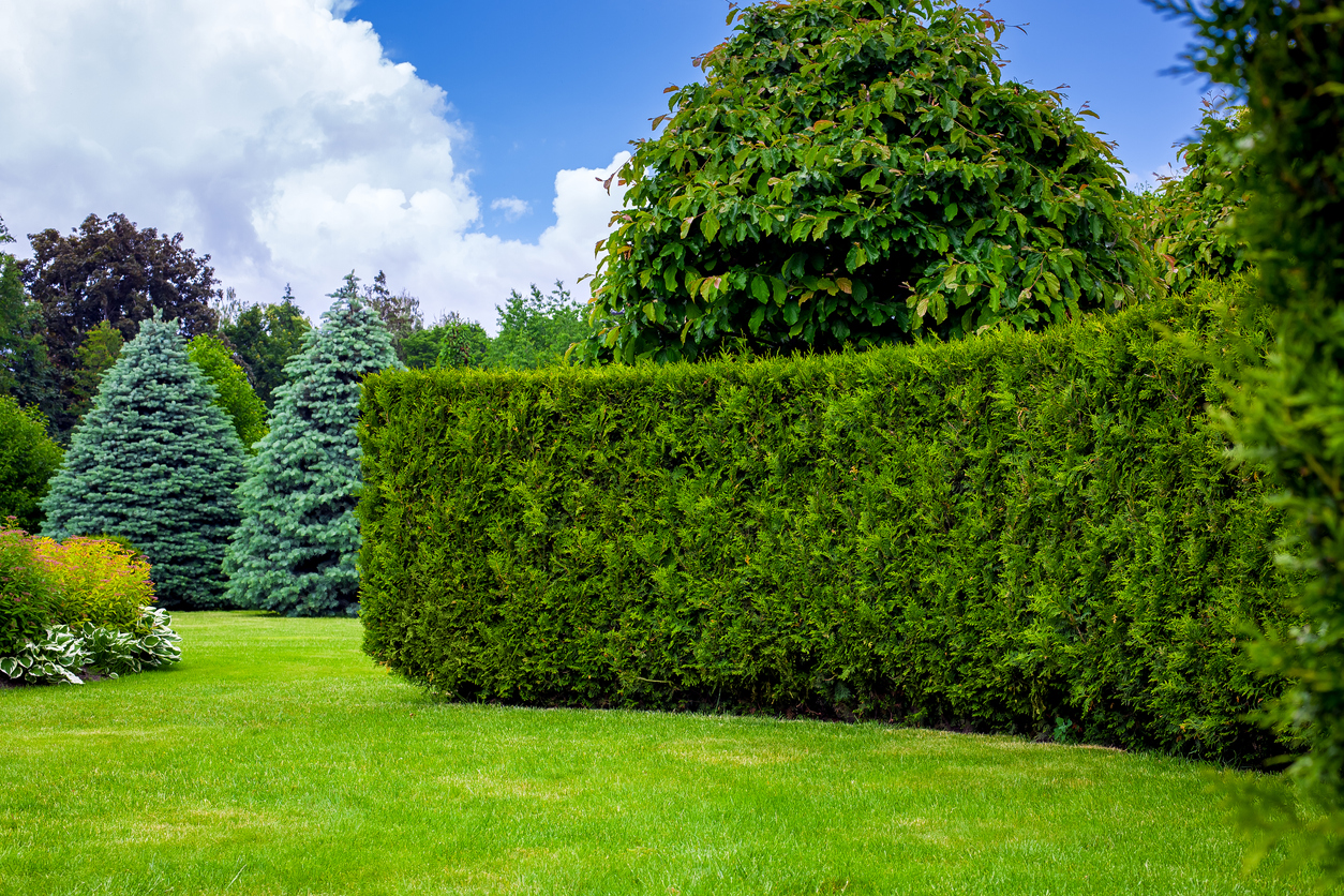 Foto: iStock