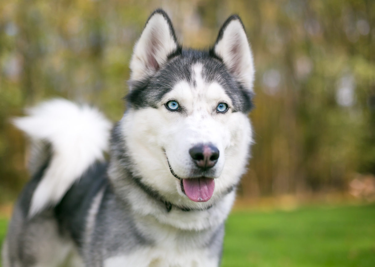 FOTO: iStock