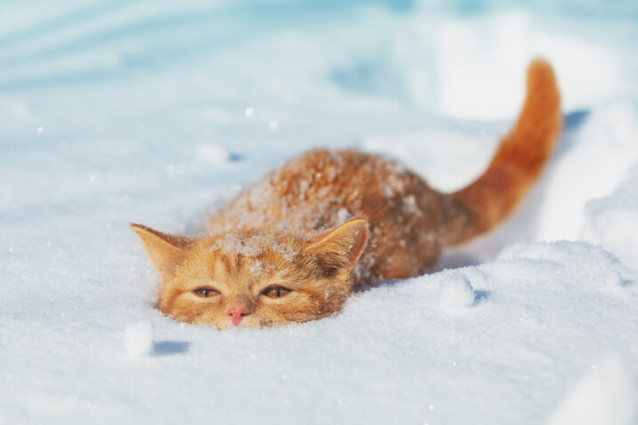 FOTO: iStock