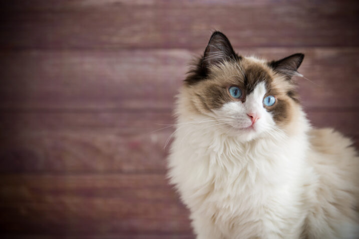 FOTO: iStock