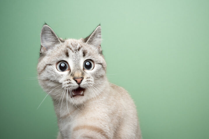 FOTO: iStock