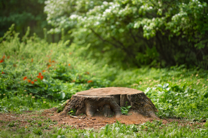 Foto: iStock