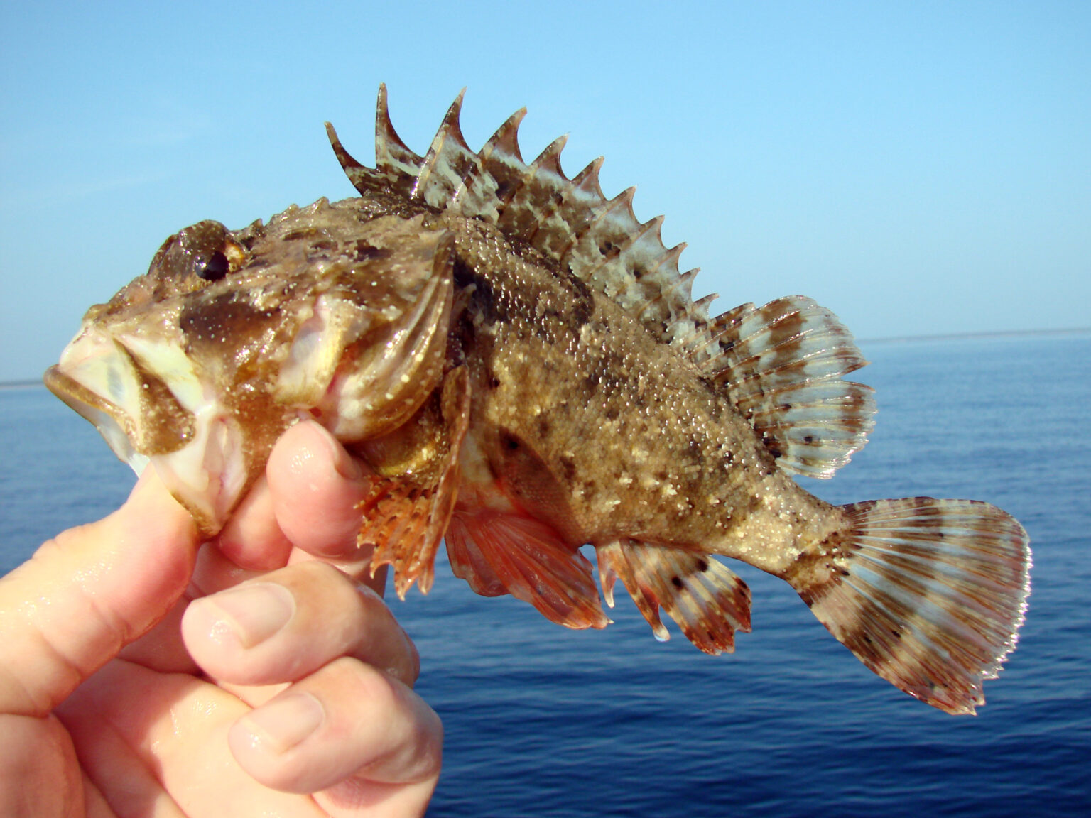 Znate li koliko vrsta otrovnih riba živi u našem moru? Evo popisa nekih ...