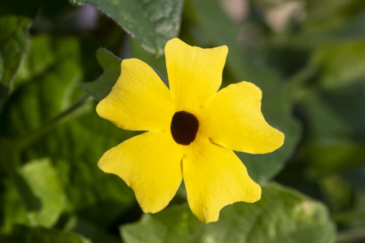 Foto: iStock