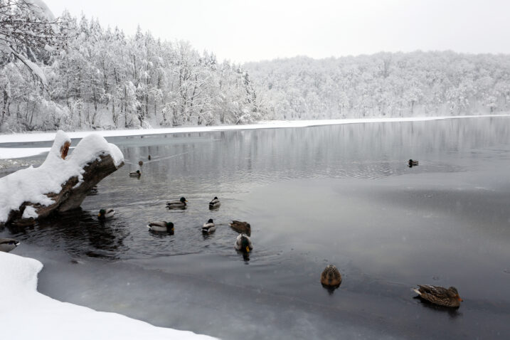 Divlje patke u Nacionalnom parku Plitvička jezera