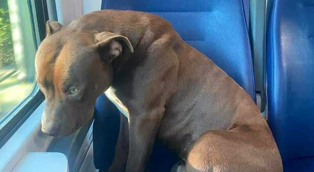 Rocky sjedi u vlaku za Veneciju / Foto Twitter / X